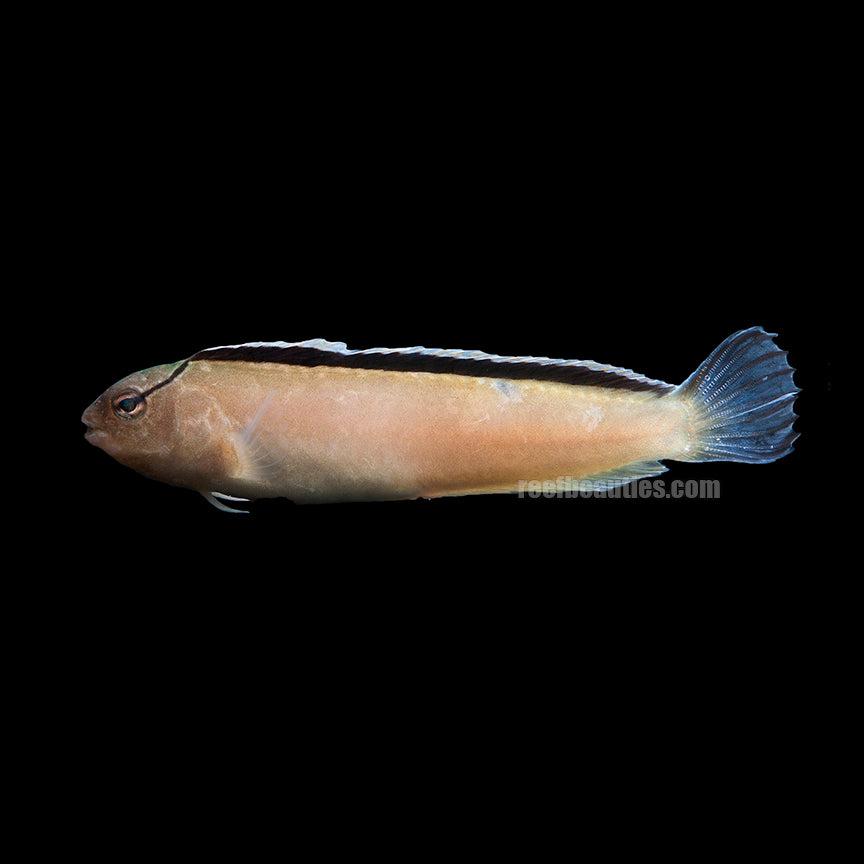 alt="smithii goby"