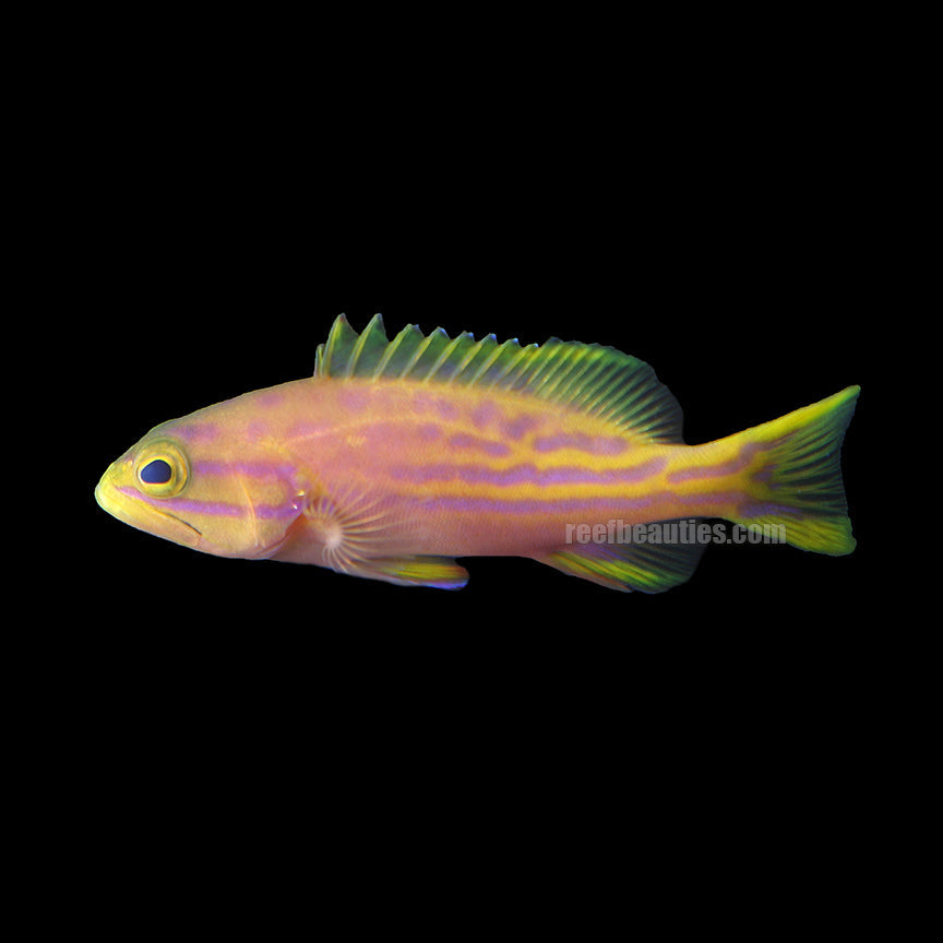 alt="polleni grouper"