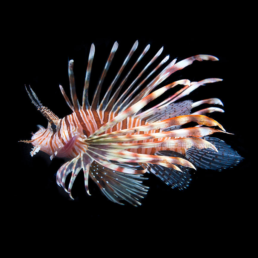 alt="volitan black lionfish"