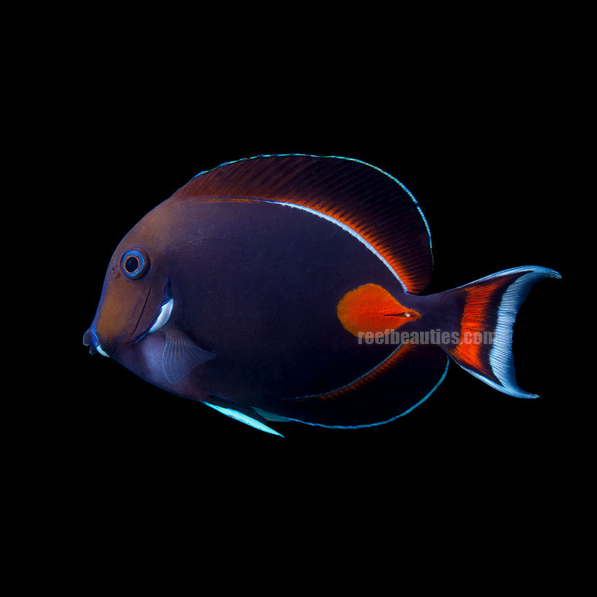 alt="achilles tang"