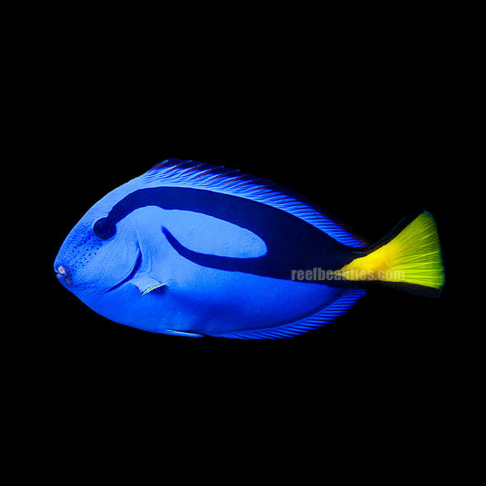 alt="blue tang"