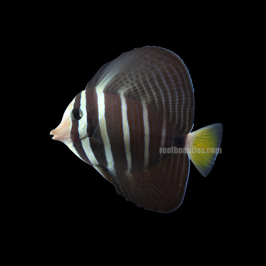 alt="sailfin tang"