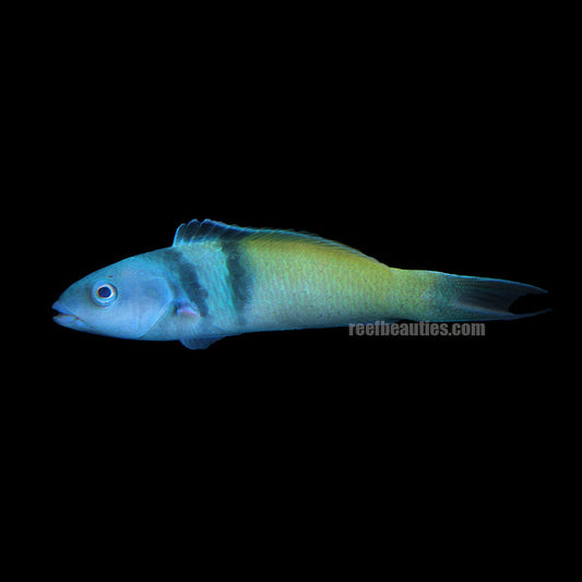 alt="bluehead wrasse"