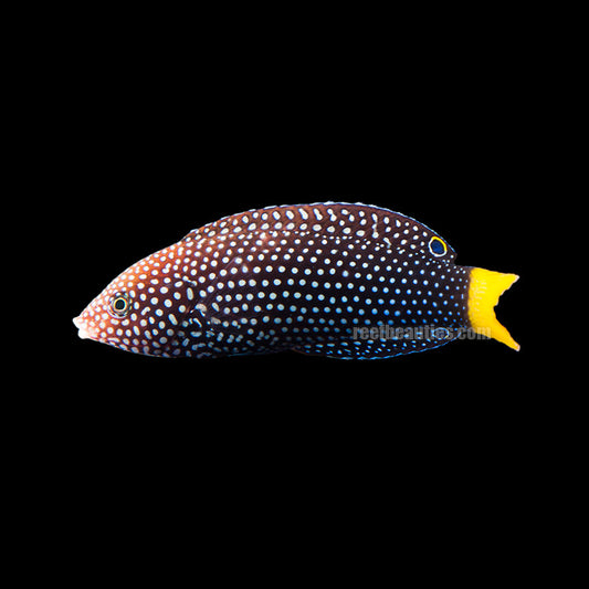 Yellowtail Wrasse EXPERT (Anampses Meleagrides)