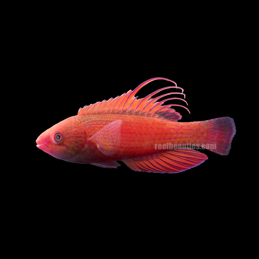Linespot Flasher Wrasse (Paracheilinus Lineopunctatus)