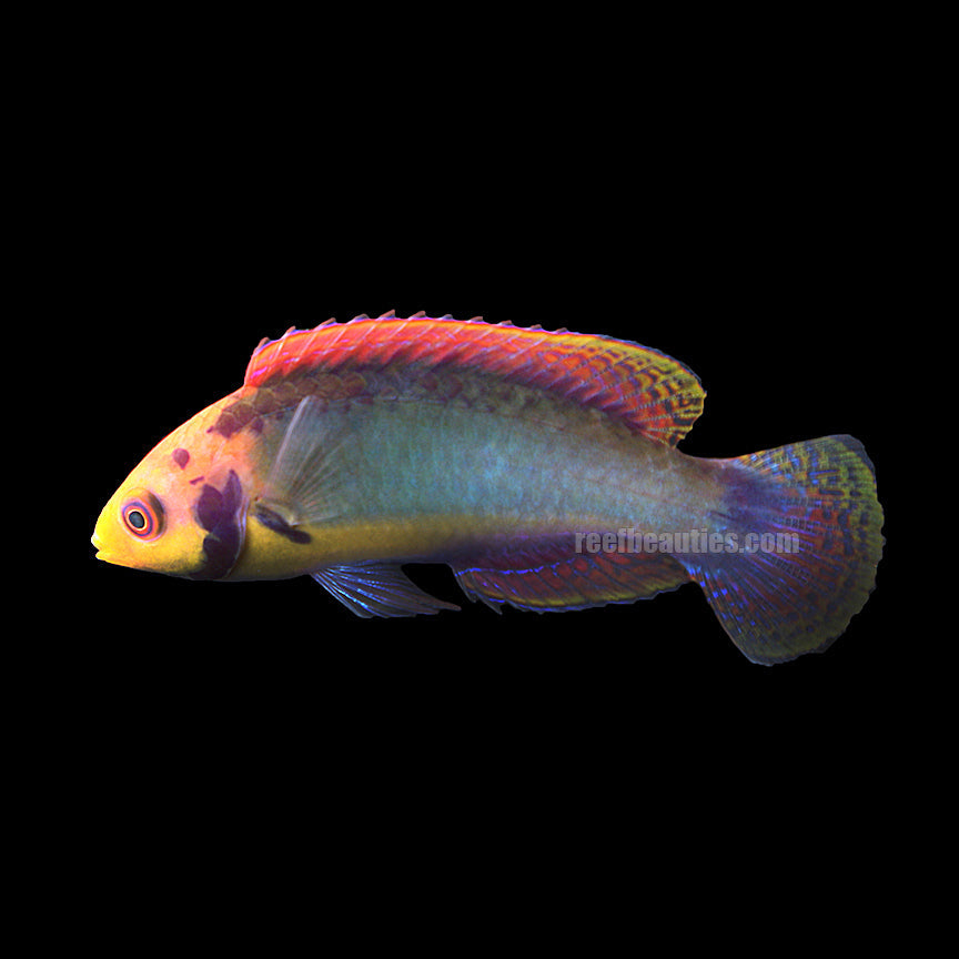 Red Head Solon Fairy Wrasse (Cirrhilabrus Solorensis)