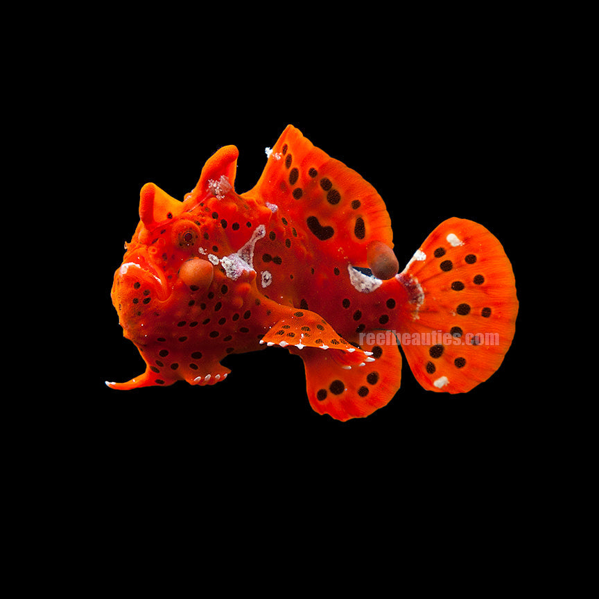 Anglerfish Colored EXPERT (Antennarius Nummifer)