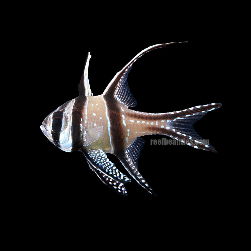 Banggai Cardinal (Pterapogon Kauderni)