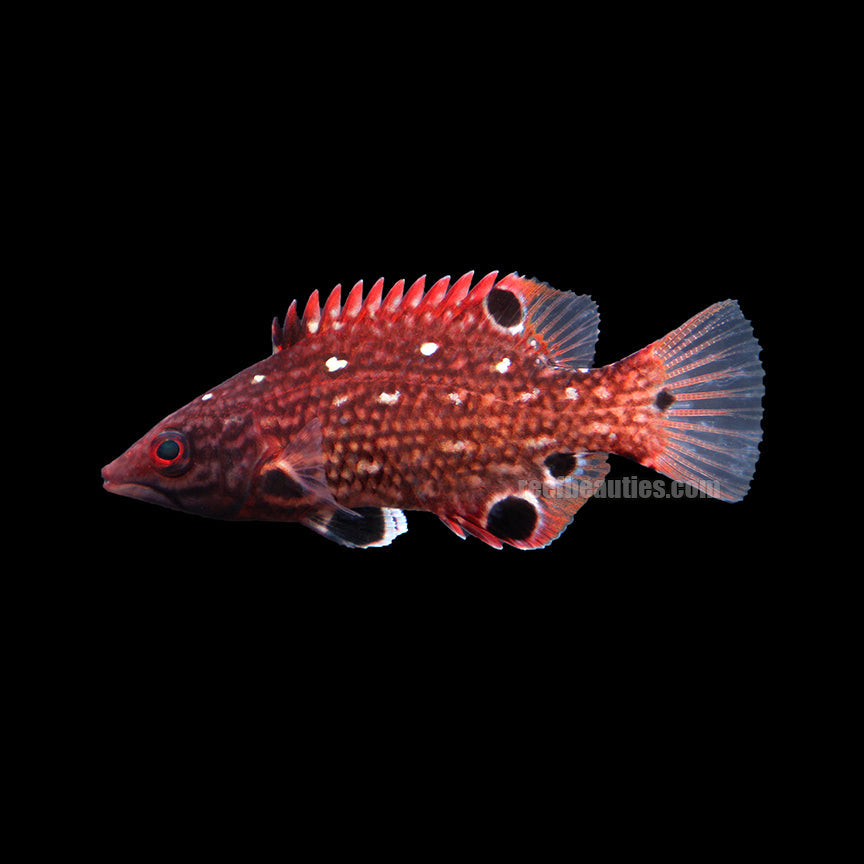 Hogfish Diana (Bodianus Diana)