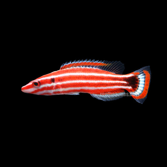 Peppermint Hog (Bodainus Sepicaudis)