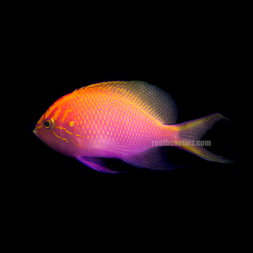 Sunburst Anthias (Serranocirrhitus Latus)