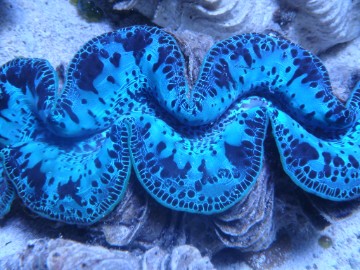 Maxima Ultra (Tridacna Maxima)