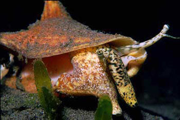 Fighting Conch (Strombus Pugilis)