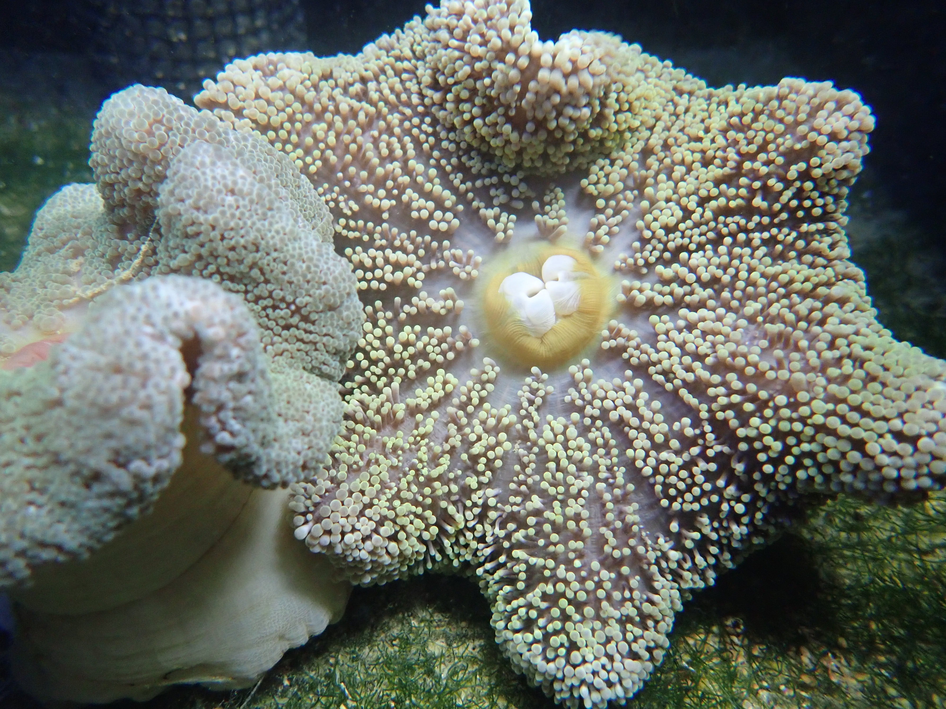 Carpet Anemone (Stichodactyla Haddoni)