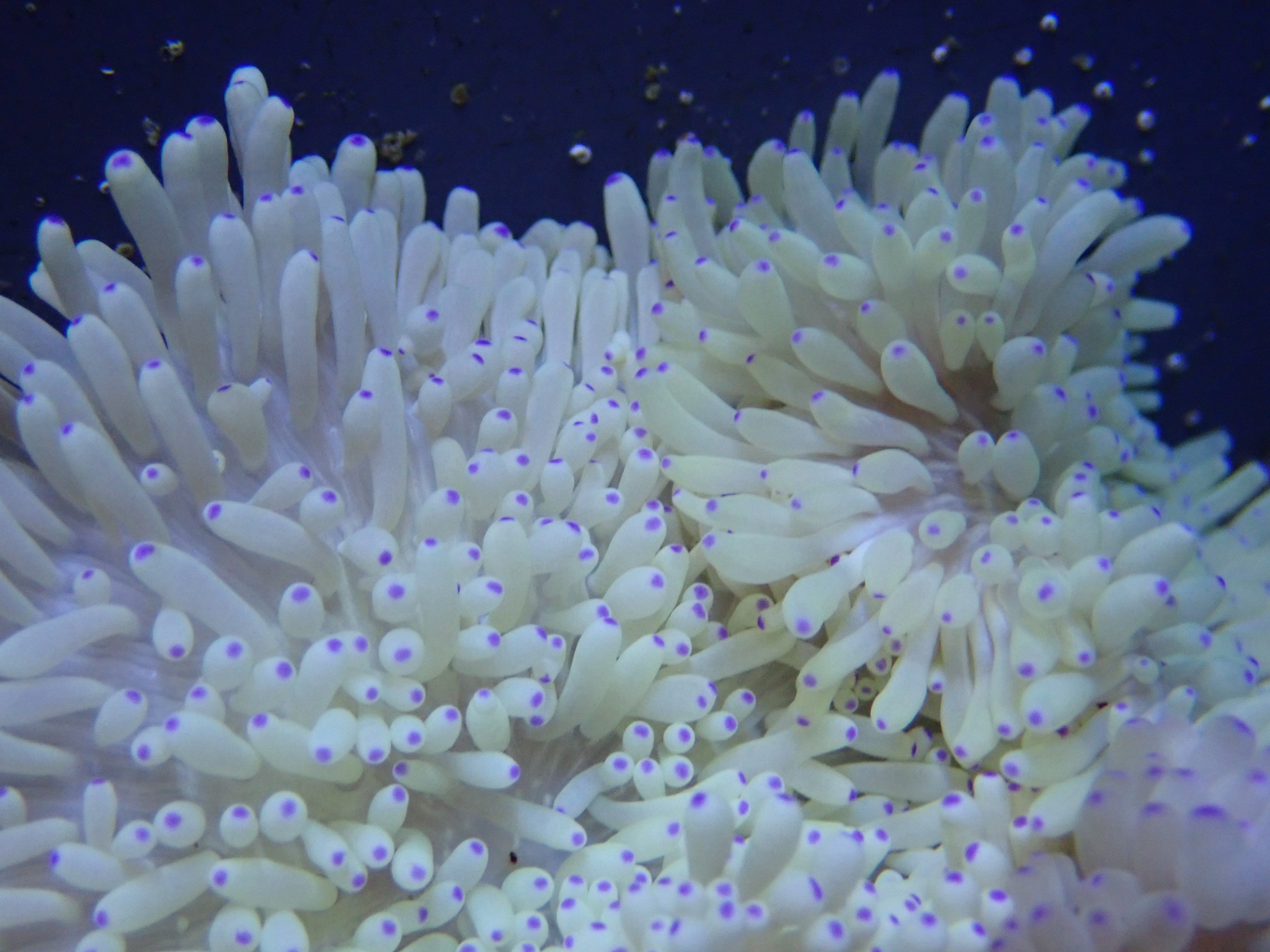 Sebae White Anemone (Heteractis Crispa)