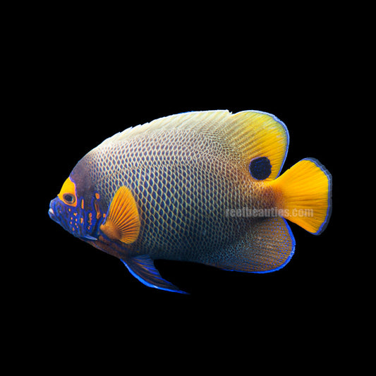 alt="Blueface Angelfish"