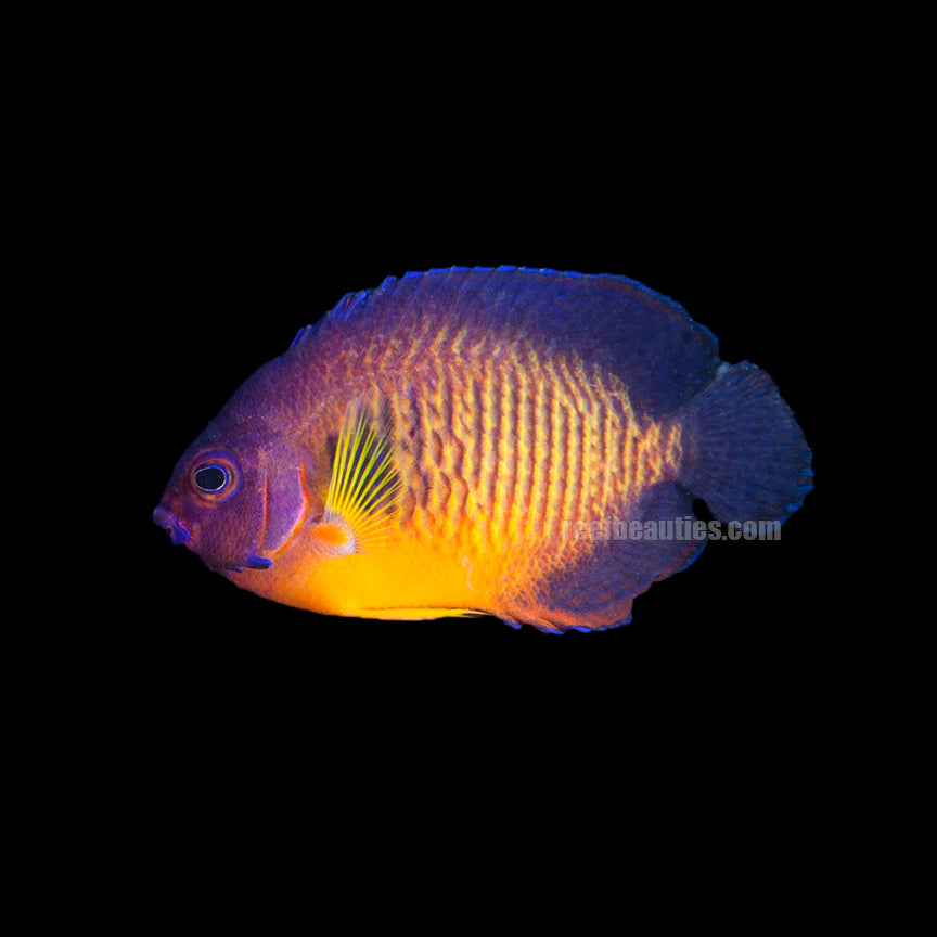 alt="Coral Beauty Angelfish