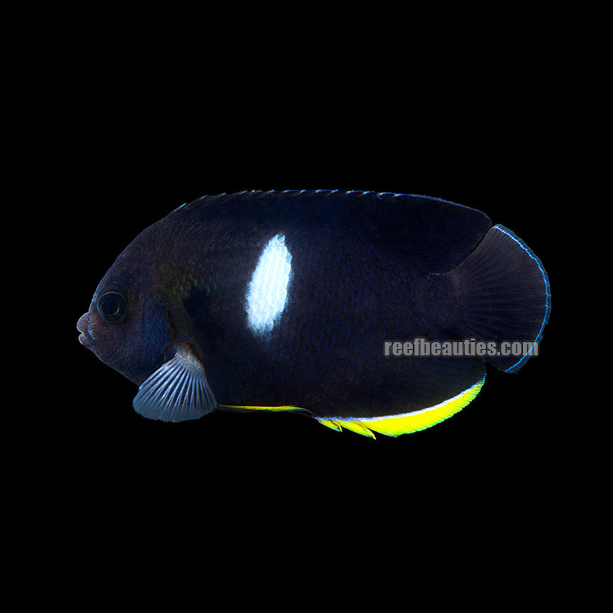 alt="Melas Angelfish"