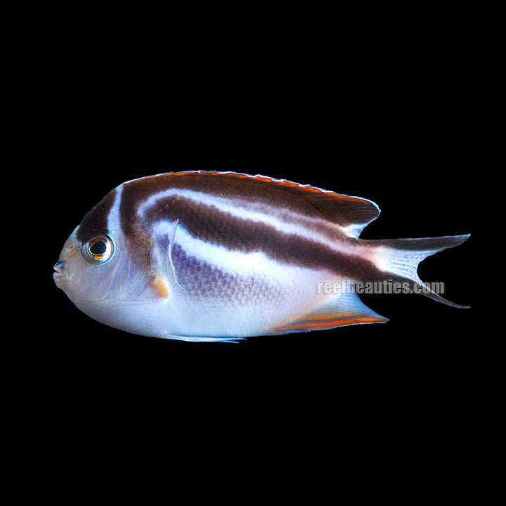 Reef Beauties: Saltwater Fish and Inverts Online