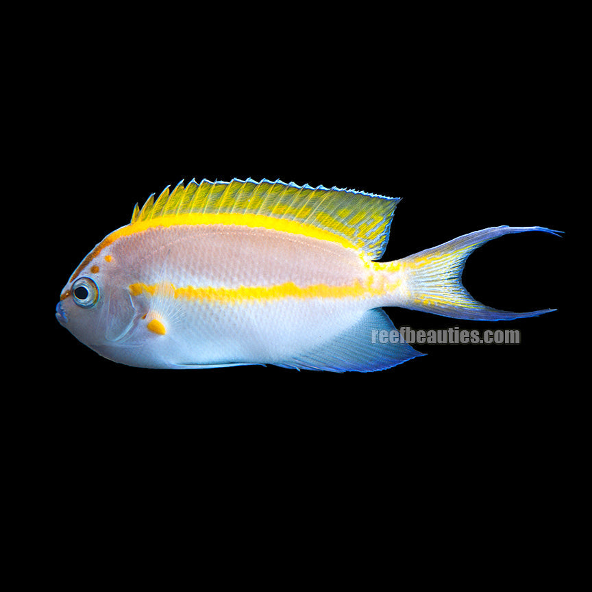alt="Bellus Angelfish Male"