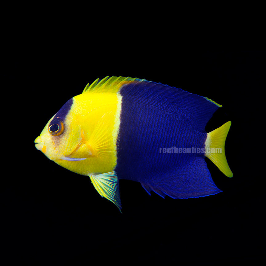 alt="Bicolor Angelfish Fiji"