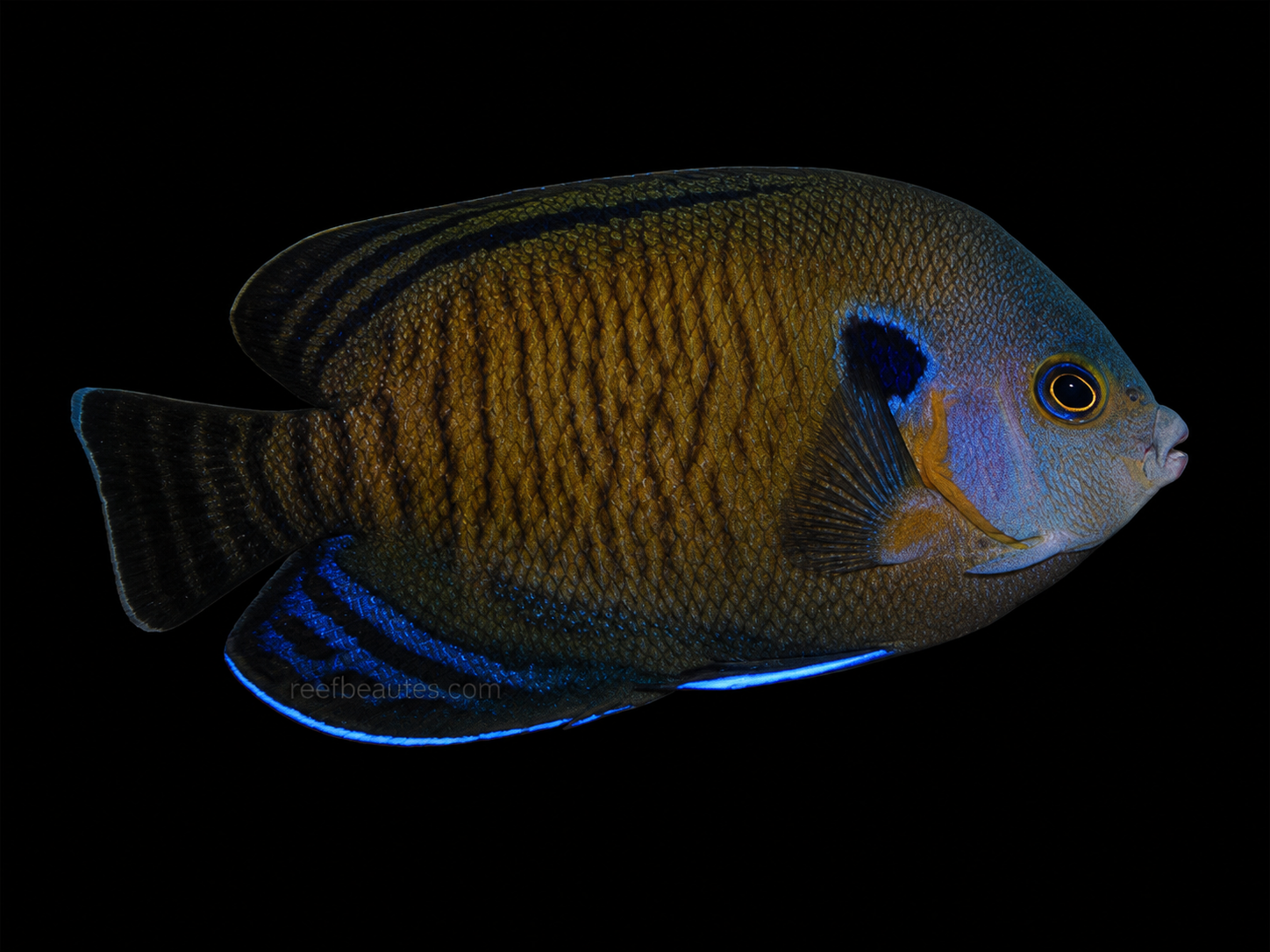 Bluefin Angel (Centropyge Multispinnis)