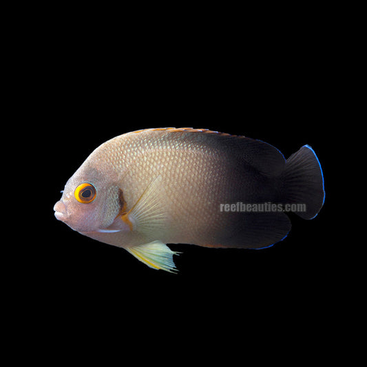 alt="Halfblack Angelfish"