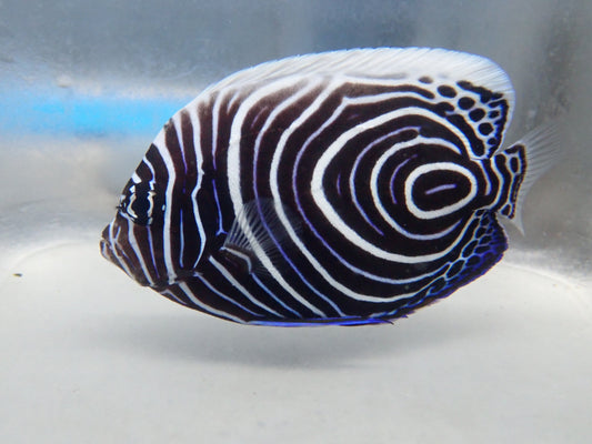 alt="Juvenile Emperor Angelfish"