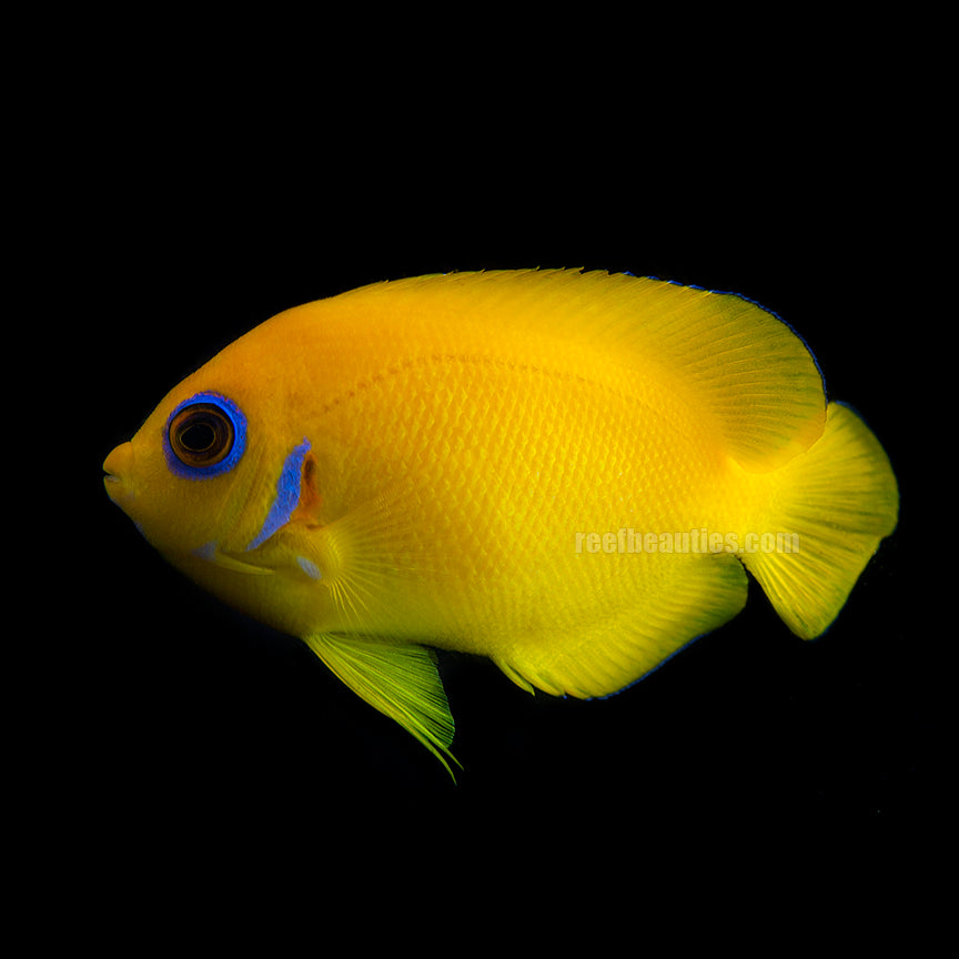 alt="Orange Lemon Peel Angel"