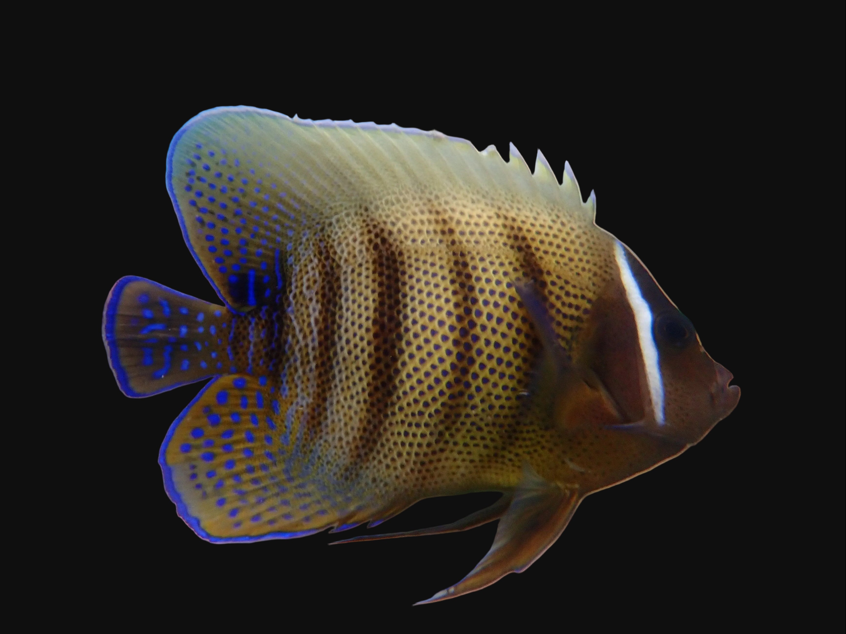 Six Bar Angel (Pomacanthus Sexstriatus)