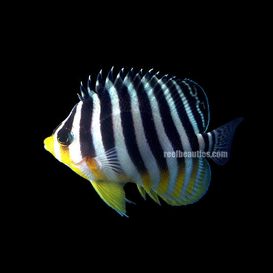 alt="Striped Angelfish"