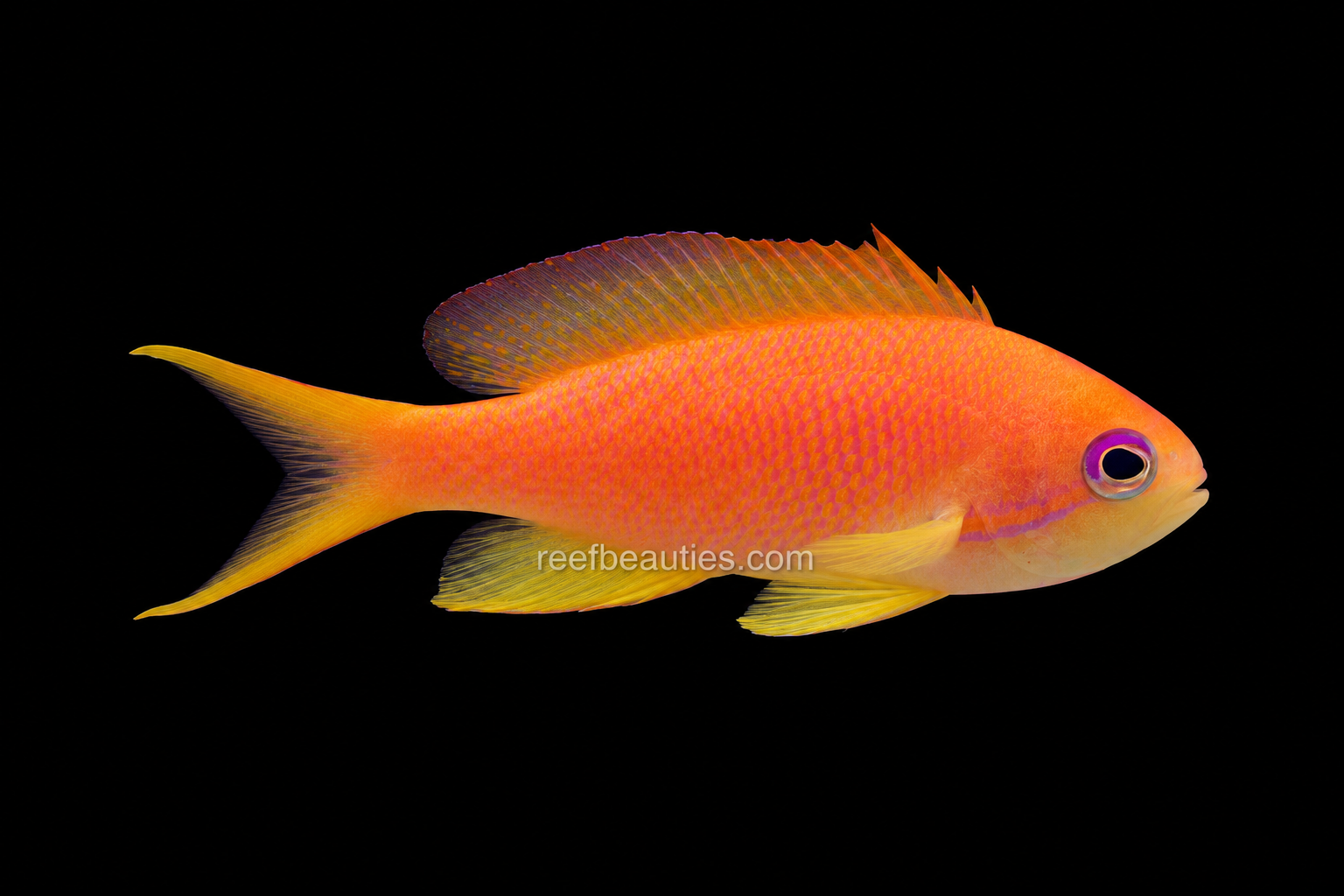 Lyretail Anthias Female (Pseudanthias Squampinnis)