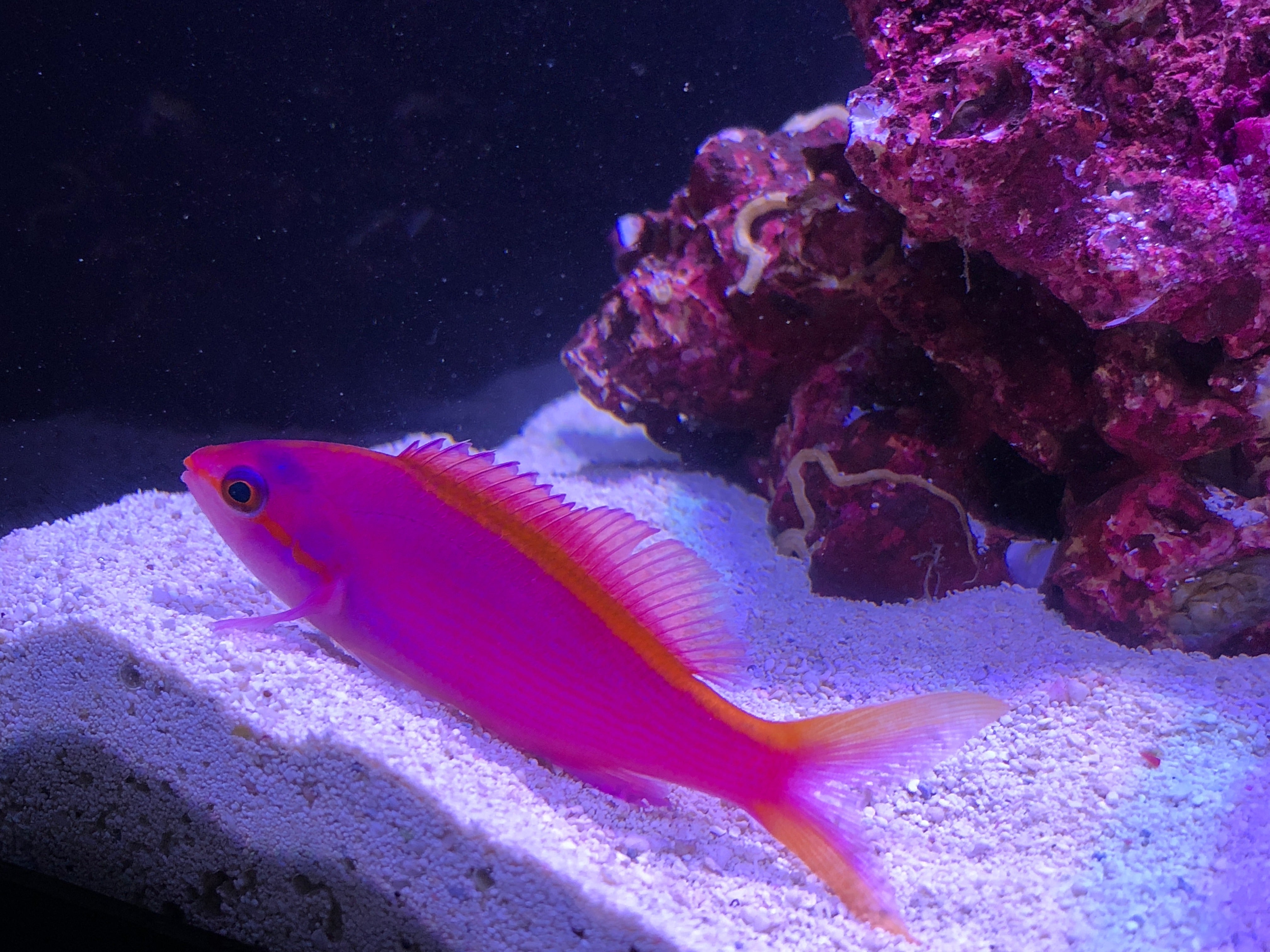 Purple Queen Anthias (Pseudanthias Tuka)