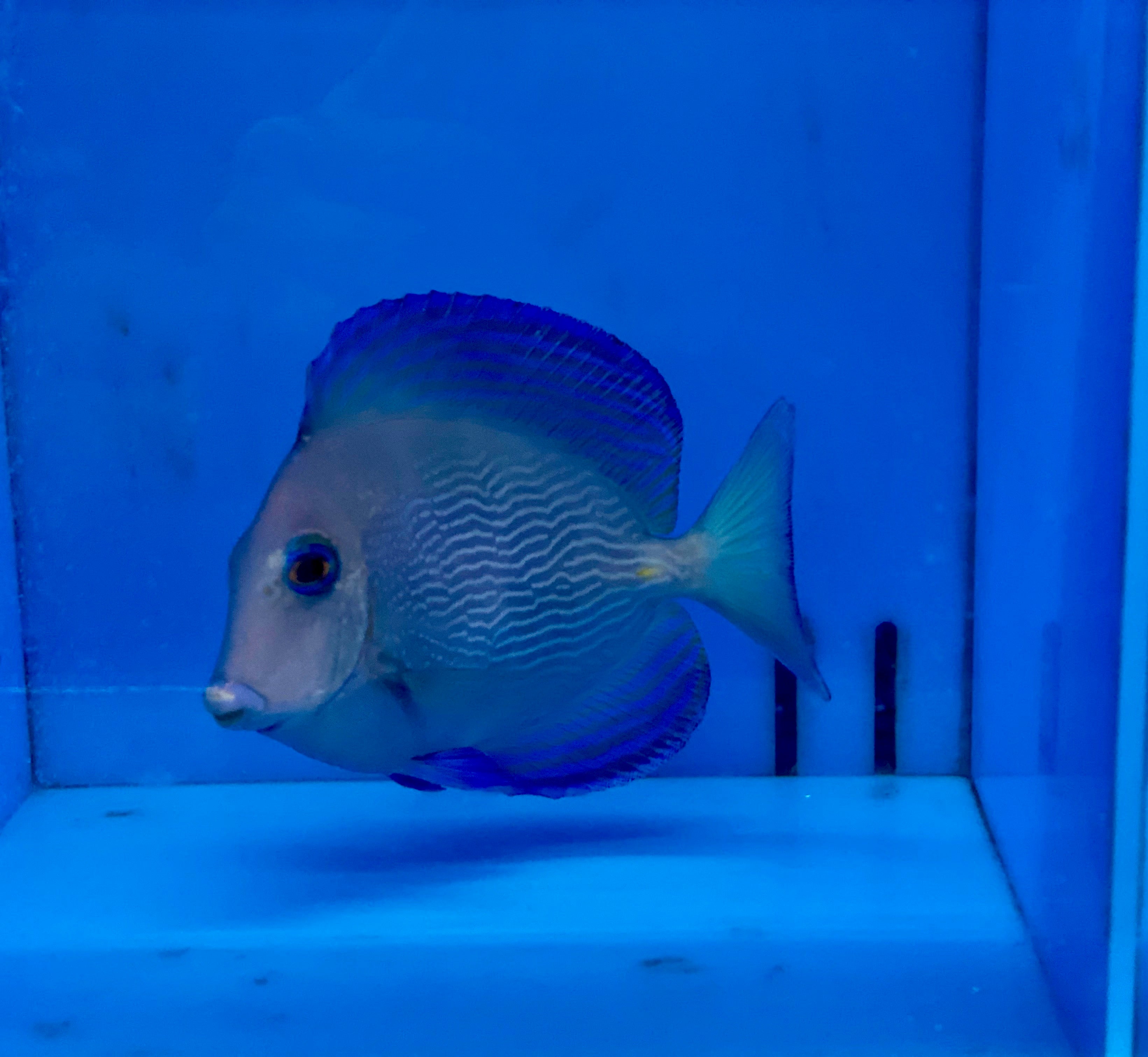alt="atlantic blue tang"