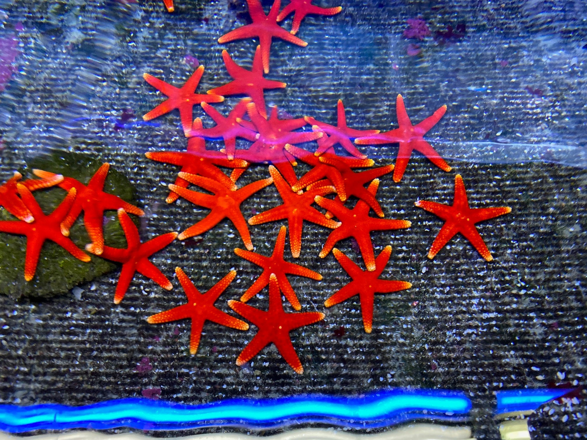 Bali Red Starfish (Linckia Sp.)