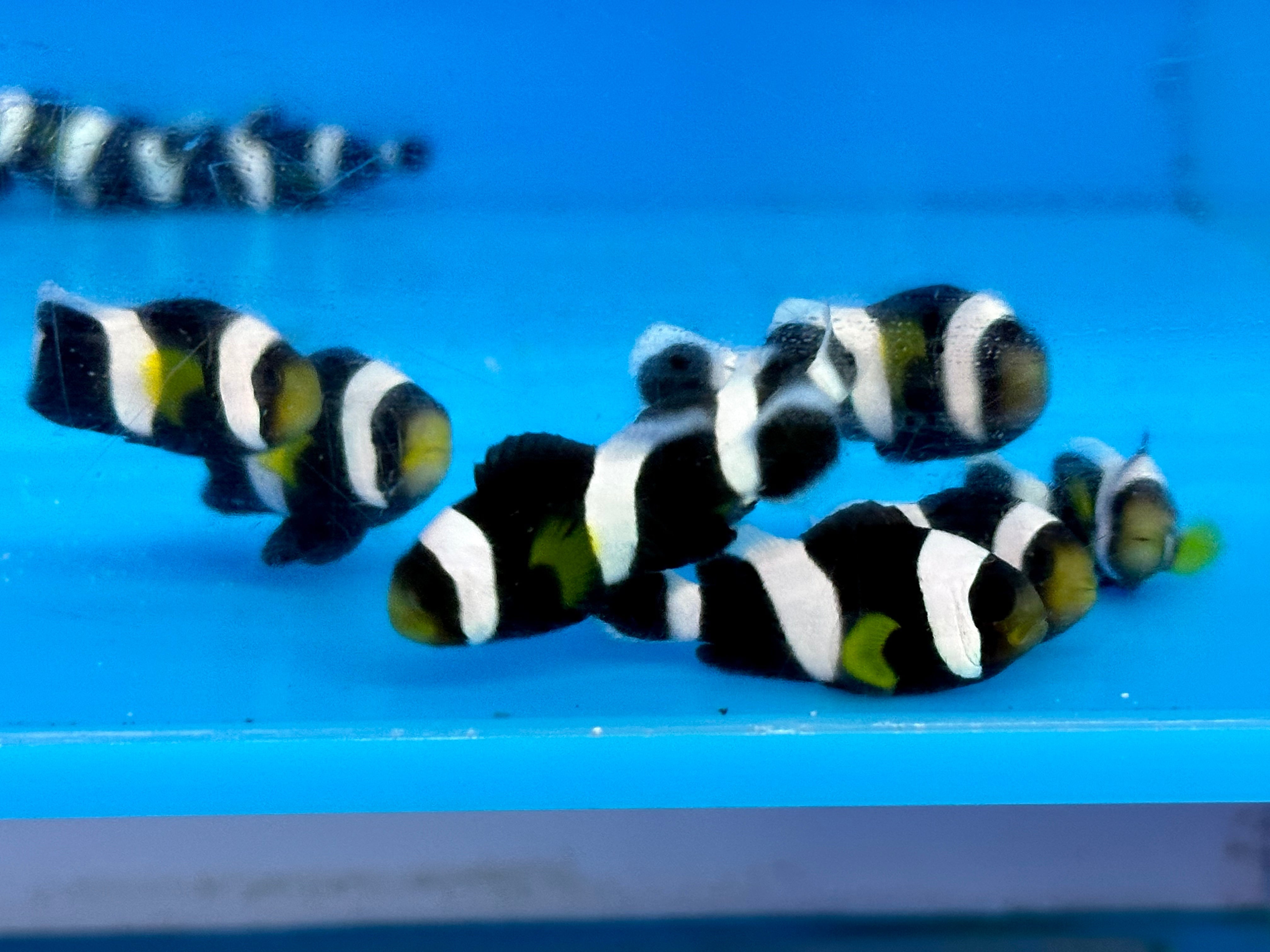 alt="Black Percula Clownfish"