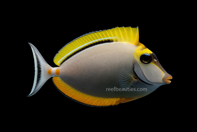Blonde Naso Tang (Naso Elegans)
