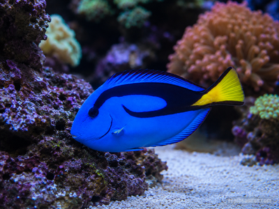 Blue Tang (Paracanthurus Hepatus)
