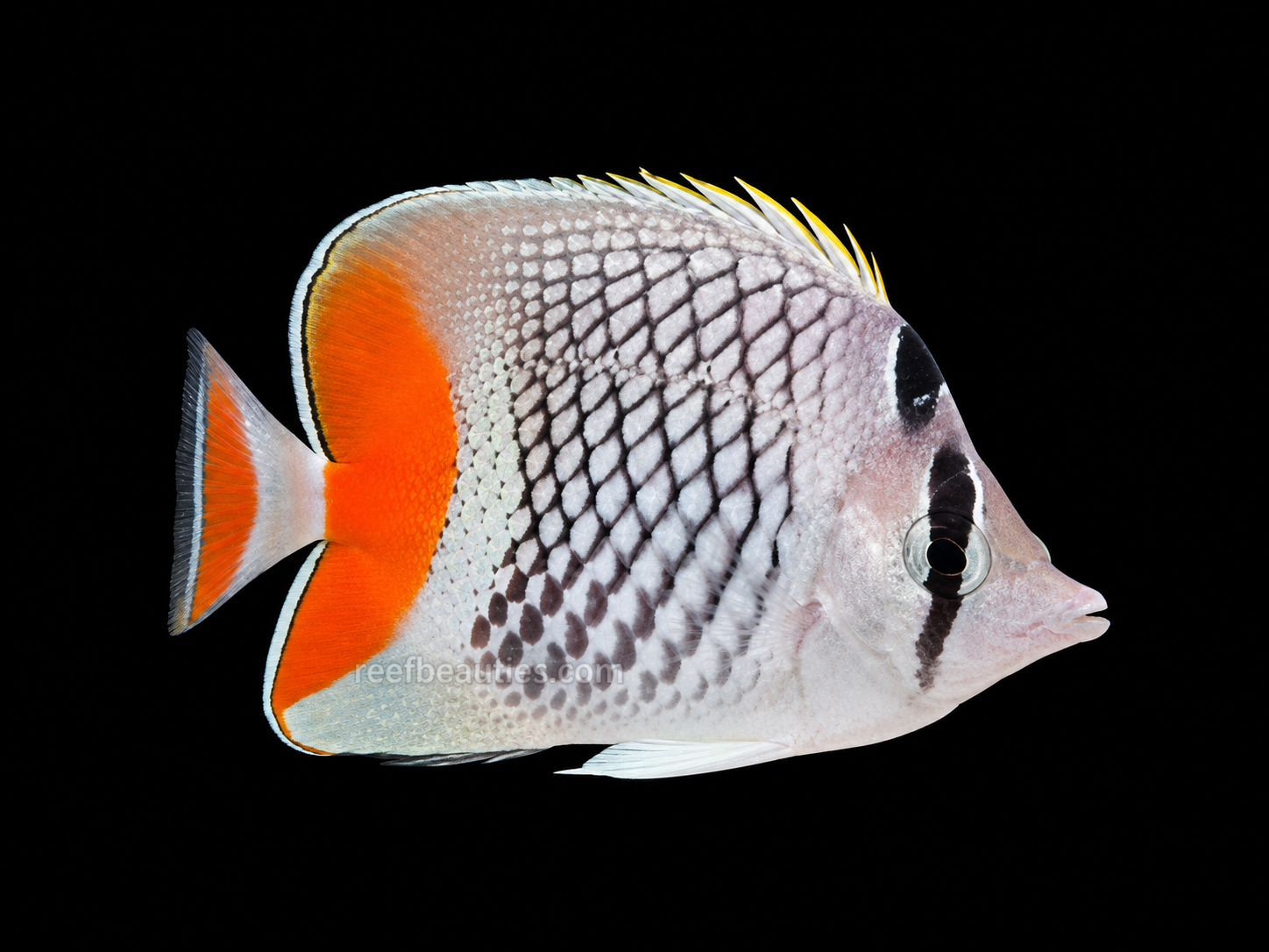 Pearlscale Butterfly (Chaetodon Xanthurus)