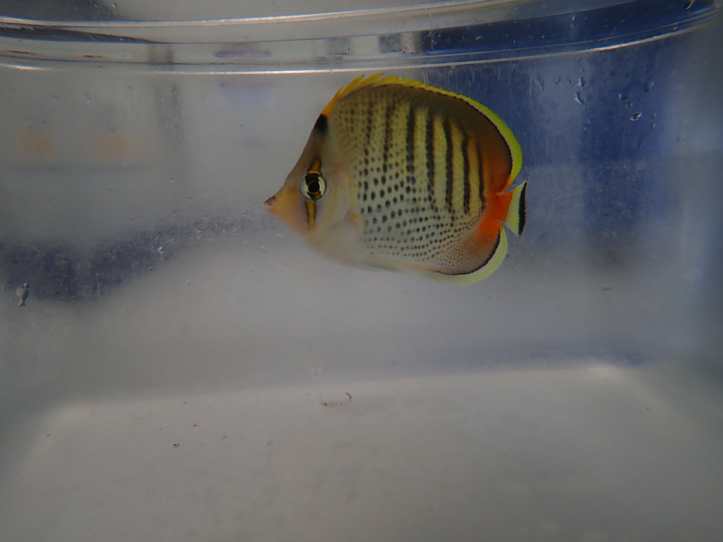 Punctato Butterfly (Chaetodon Punctatofasciatus)