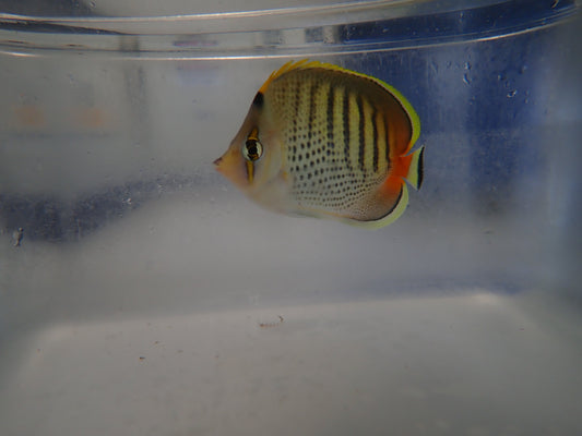 Punctato Butterfly (Chaetodon Punctatofasciatus)