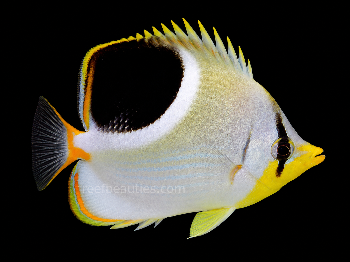 Saddleback Butterfly (Chaetodon Ephippium)