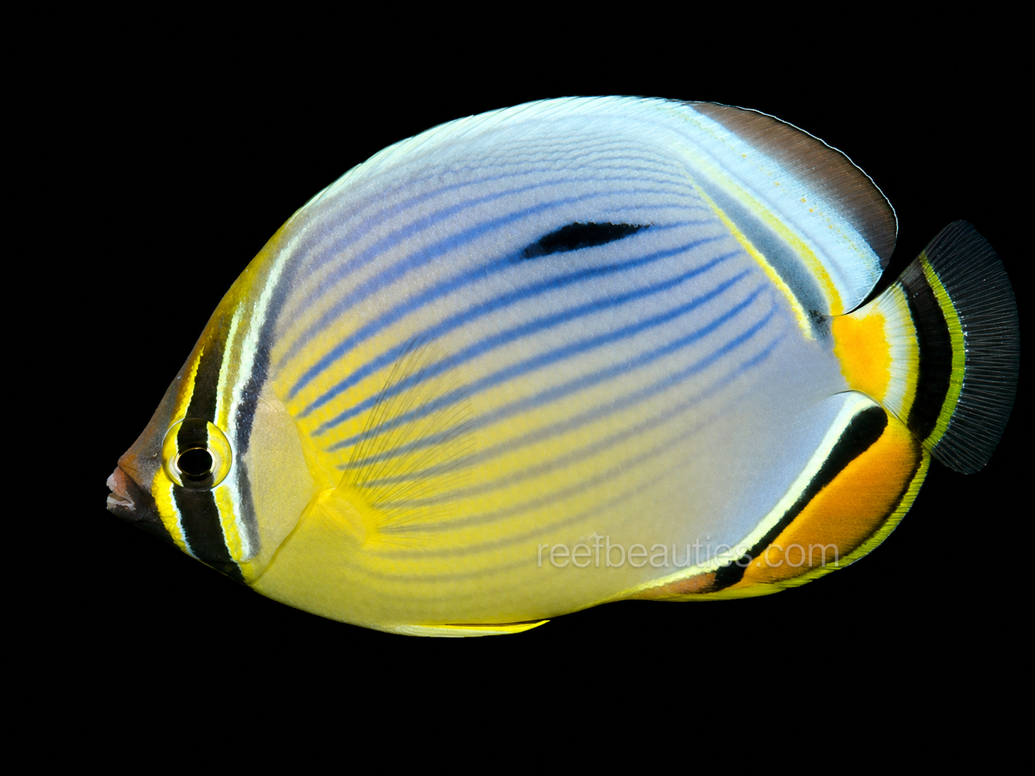 Melon Butterfly EXPERT (Chaetodon Trifasciatus)