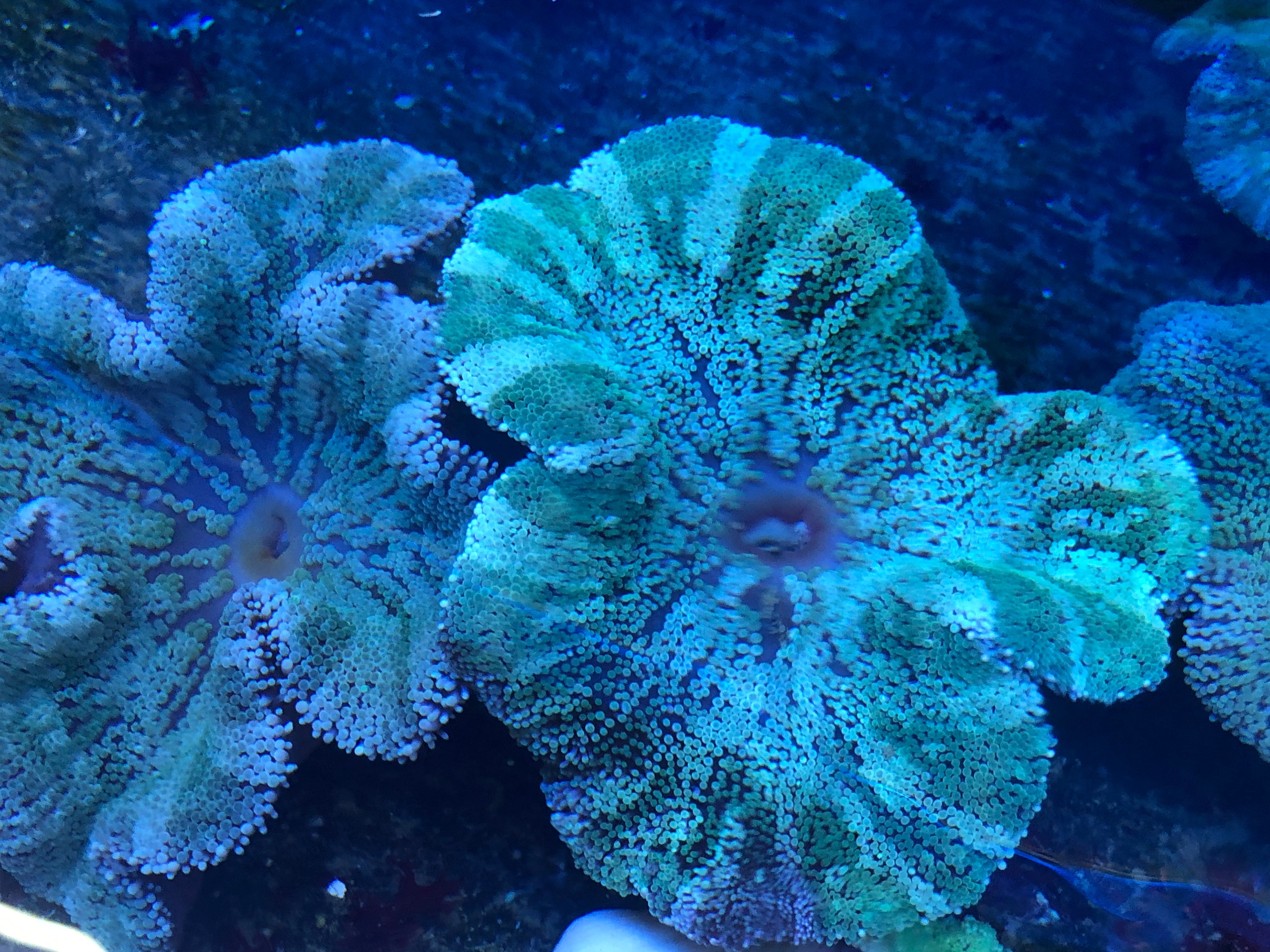 Striped Carpet Anemone (Stichodactyla Haddoni)