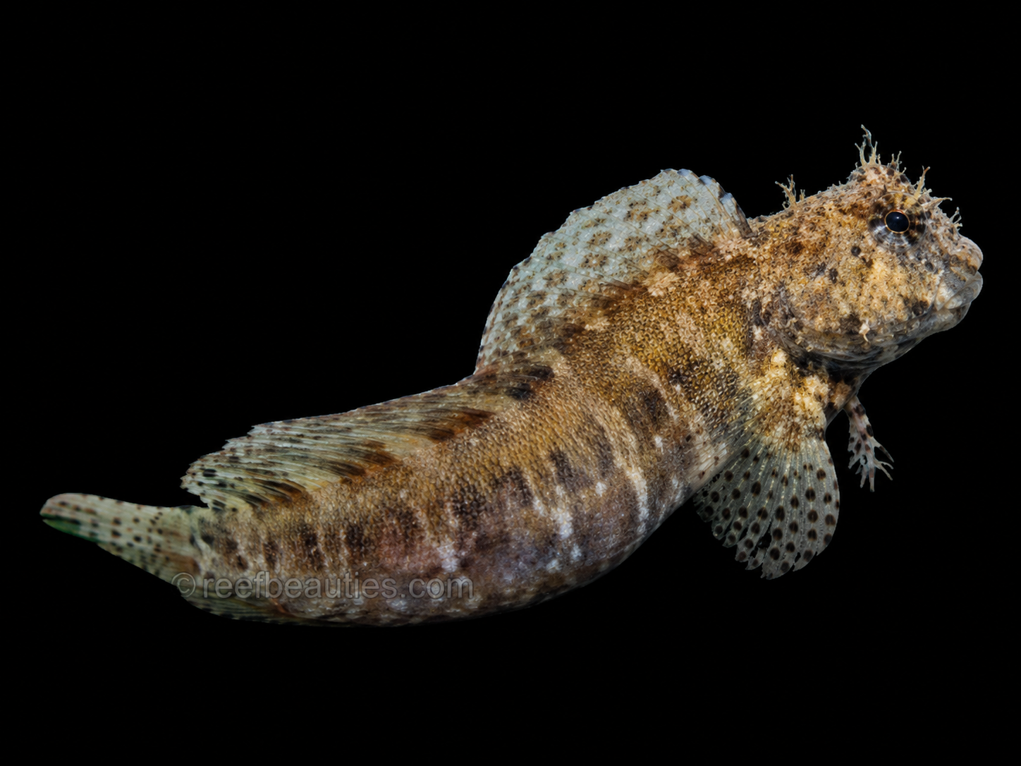 Lawnmower Blenny (Salarias Fasciatus)
