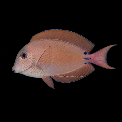Lavender Tang (Acanthurus Nigrofuscus)