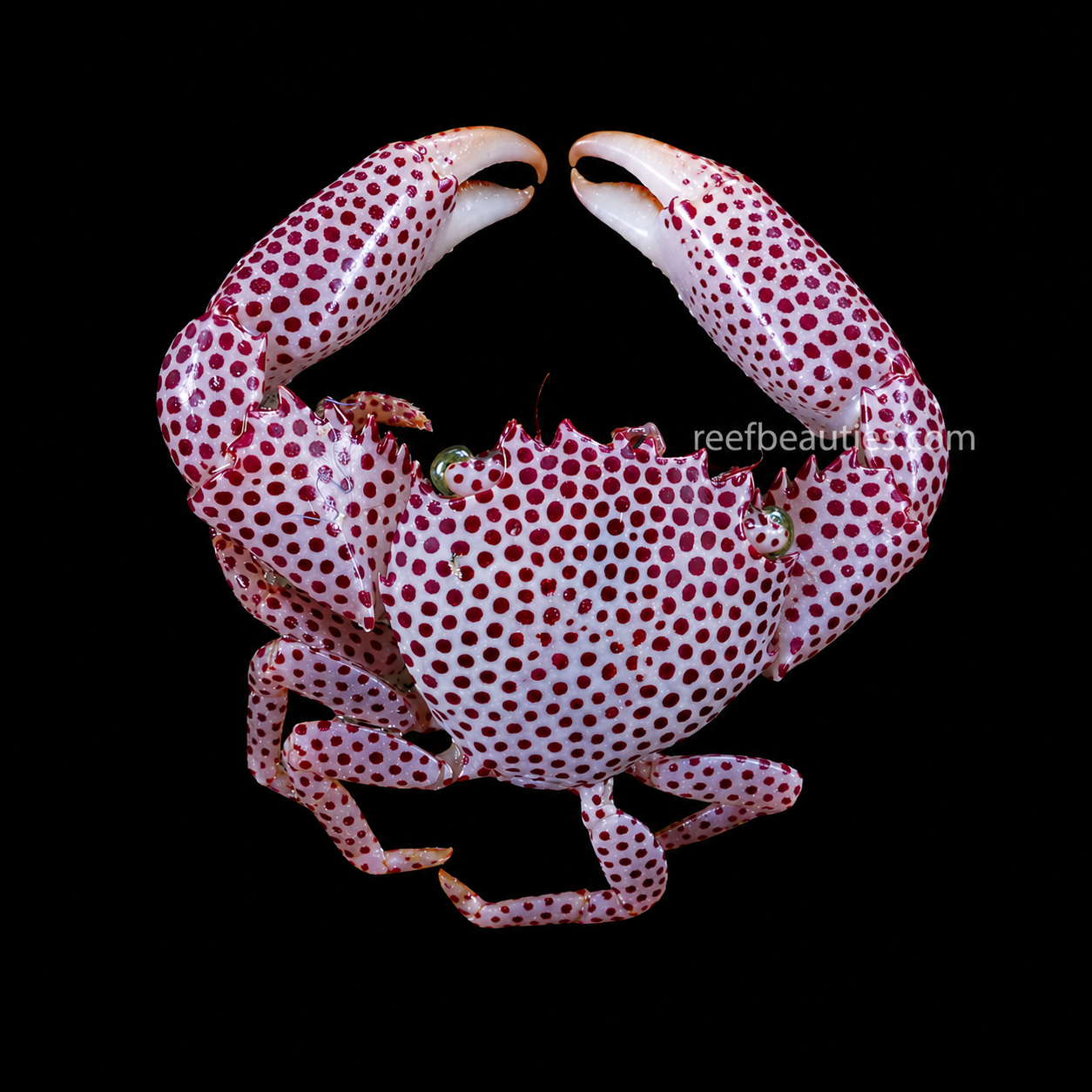 Red Spotted Trapezia Crab (Trapezia rufopunctata)