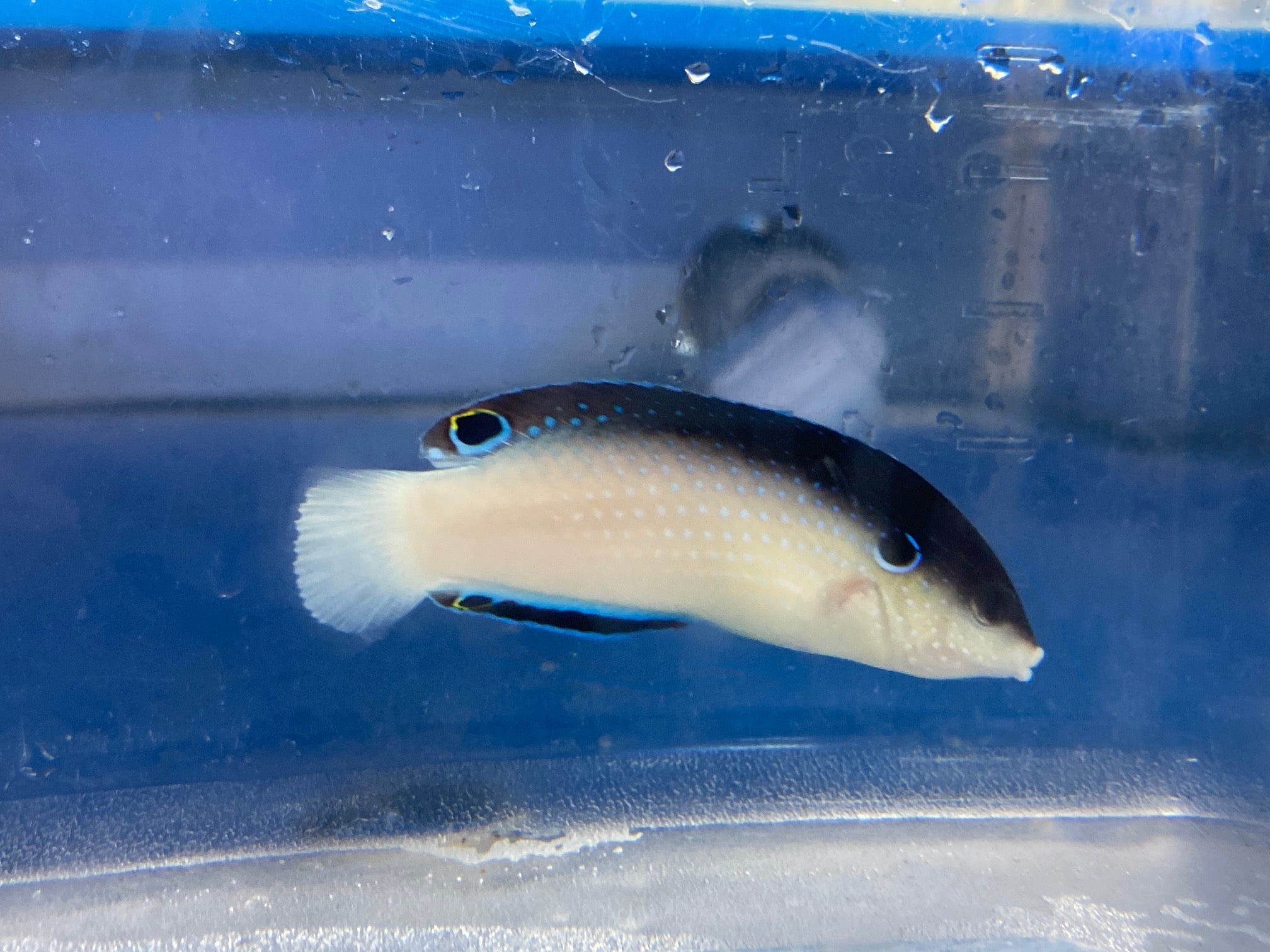 China Wrasse (Anampses Neoguinaicus)