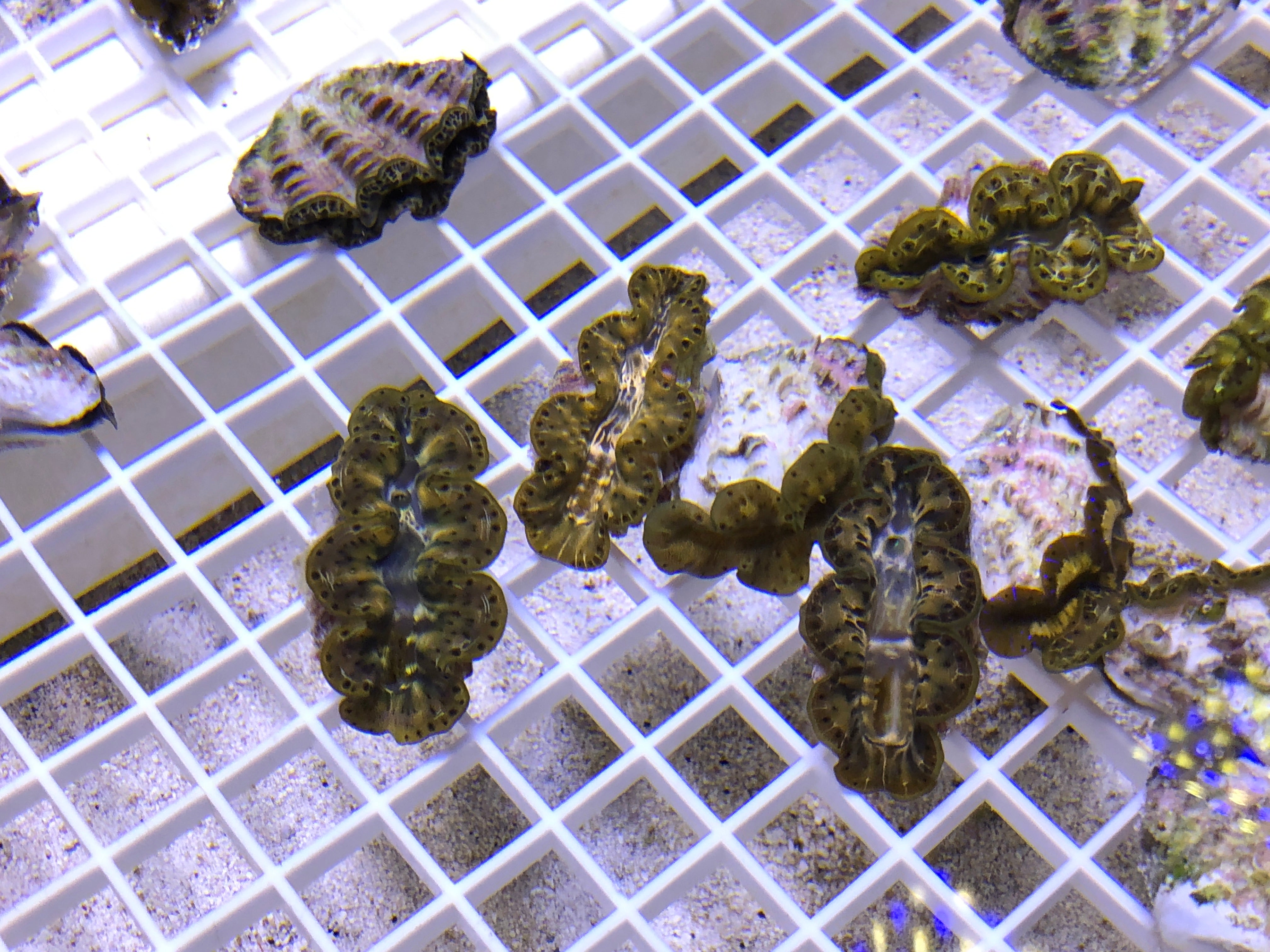 Maxima Gold (Tridacna Maxima)