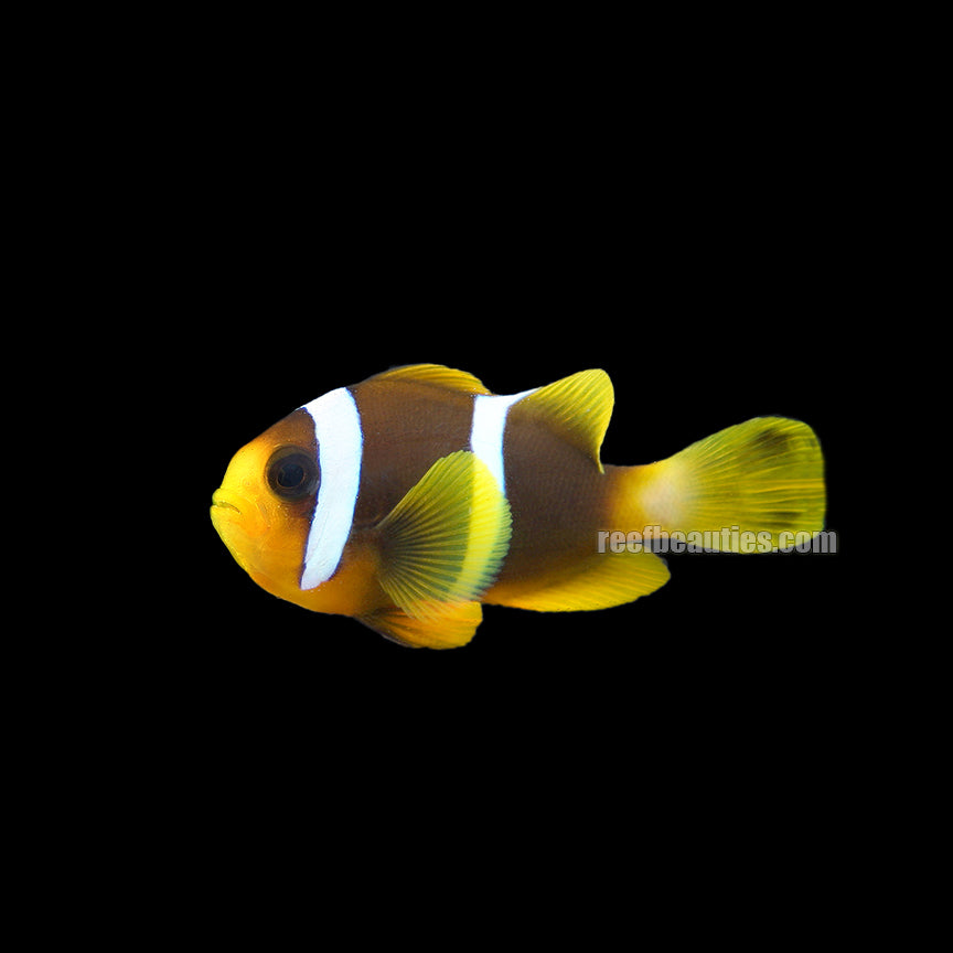 alt="Allardi Clownfish"